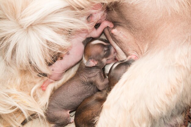 Новорожденные щенки китайской хохлатой собаки сосут материнское молоко
