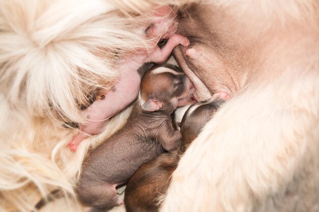 Newborn puppies Chinese crested dog sucking maternal milk