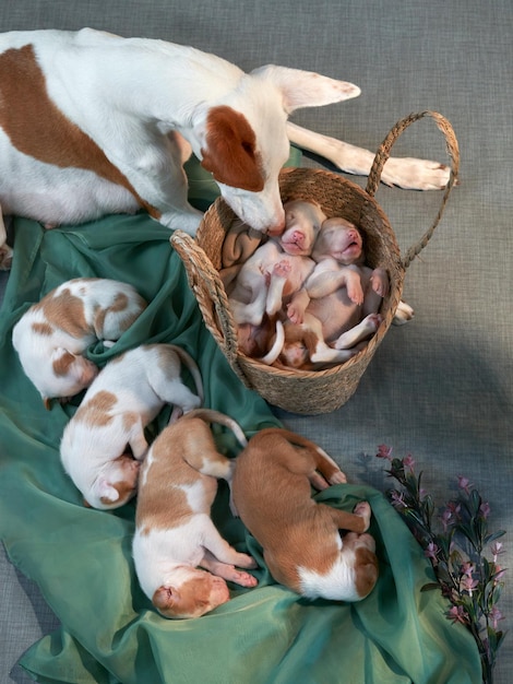 Photo newborn puppies in the decor dog spanish greyhound