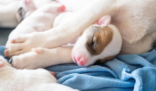 Foto neonato cucciolo di cane dormire nel braccio della madre come un bel momento