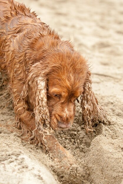 Newborn puppy English cocker spaniel dog digging sand