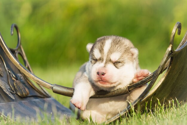 新生児の子犬。子犬シベリアンハスキー。小さくてかわいい子犬。