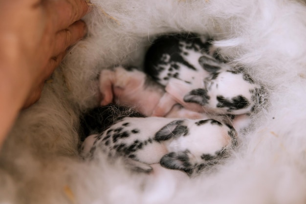 A newborn rabbit of black and white color in a nest with\
mothers fur and dry grass a group of baby rabbits moves and\
sometimes sleeps around the nest the concept of a new animal\
life