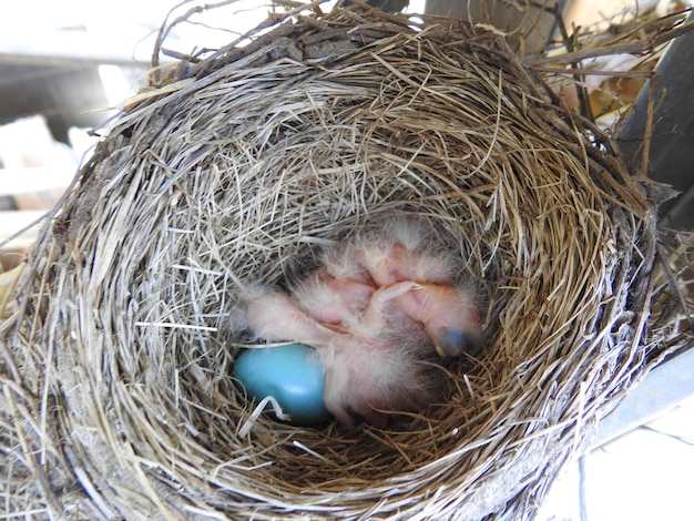 写真 巣に卵を産んだ新生ロビン