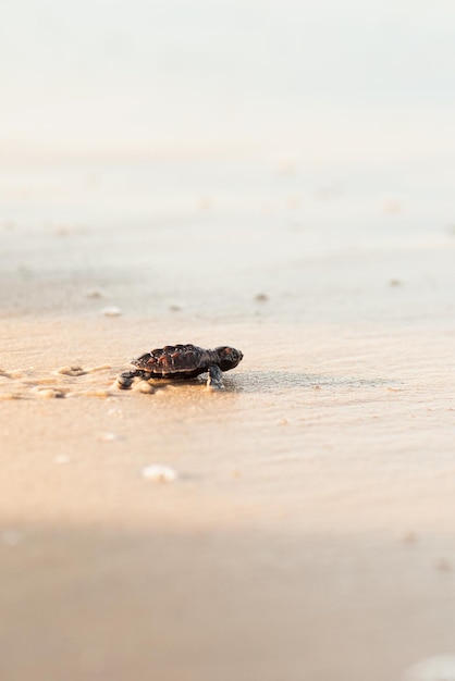 Newborn sea turtle in the sand on the beach walking to the sea after leaving the nest