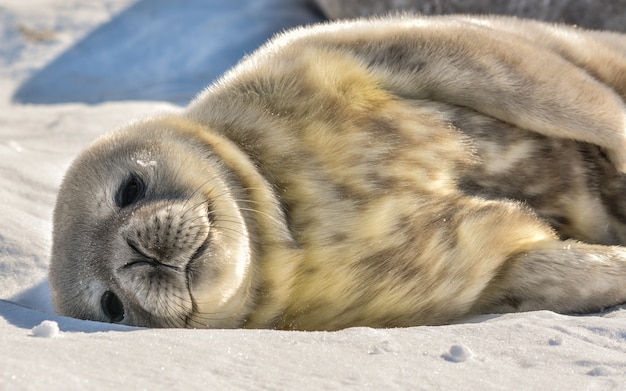 Photo newborn weddell seal pup in antarctica