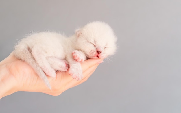 Newborn white kitten sleeping in human hand