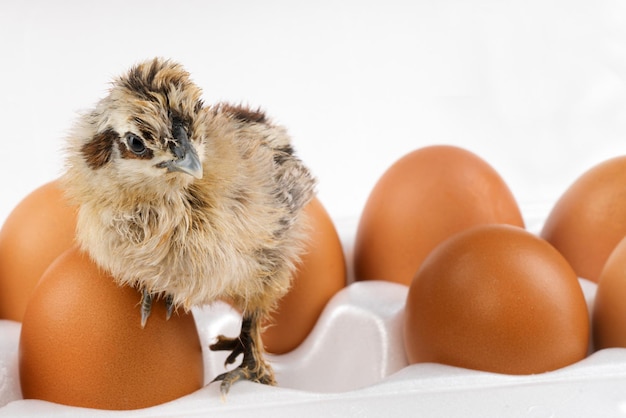 Newborn yellow and black chick with eggs in the container on a white background