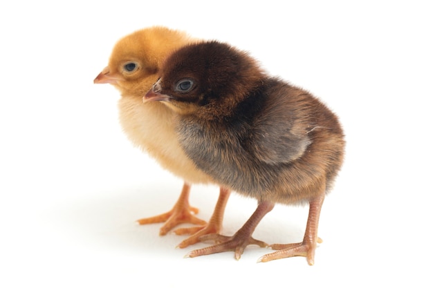 newborn yellow and brown chicks on white