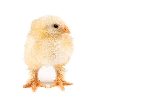 Newborn yellow chick on a white background