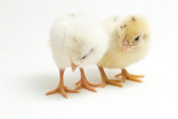 Фото Новорожденных желтых цыплят на белом