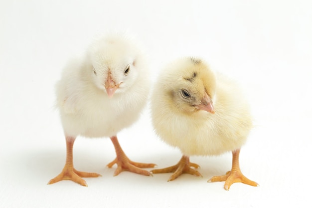 newborn yellow chicks on white