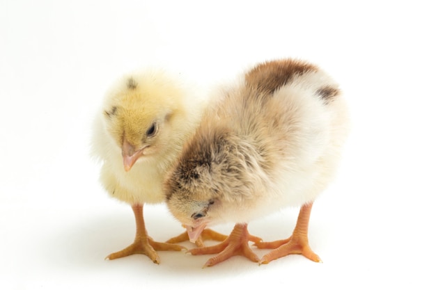 newborn yellow chicks on white