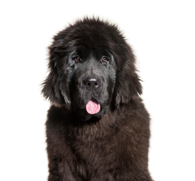 Newfoundland, 4 months old, in front of white background