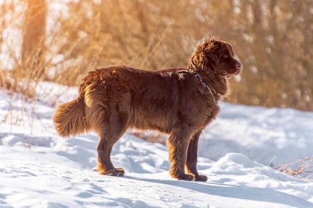 冬の晴れた日に見回すニューファンドランドの茶色の犬のスタンド。