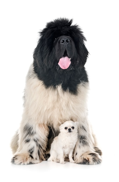 newfoundland dog and chihuahua