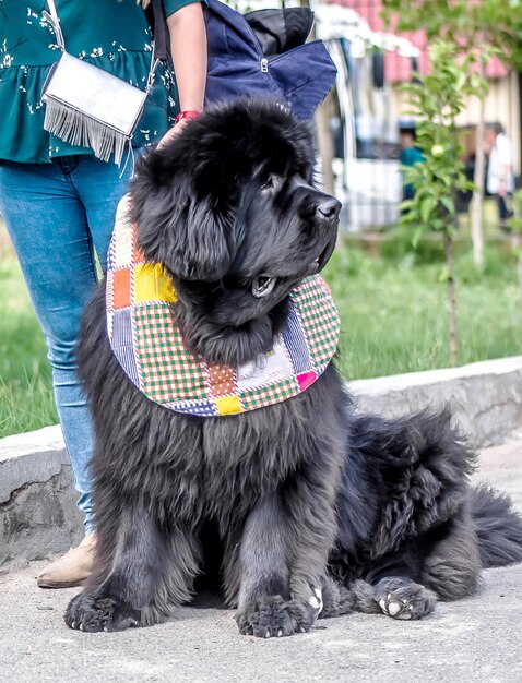 Newfoundland dog closeup