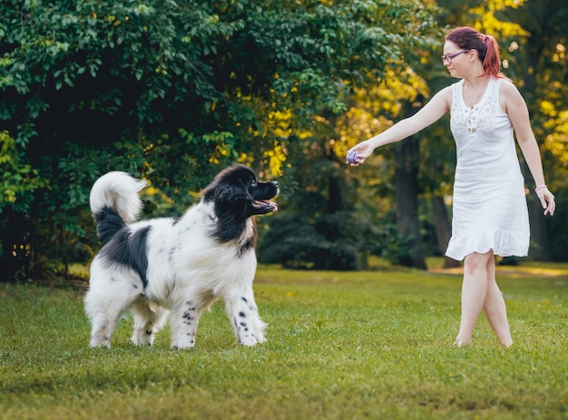 Photo newfoundland dog plays with man and woman in the park