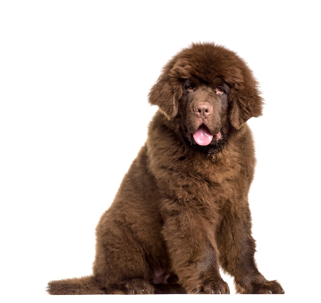 Newfoundland dog sitting