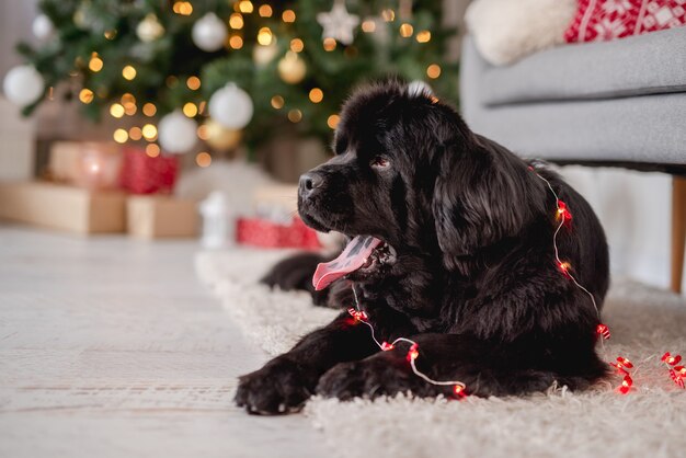 Newfoundland dog tied in garland at home