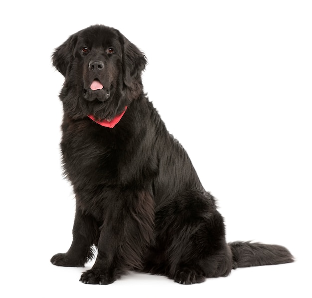 Newfoundland dog