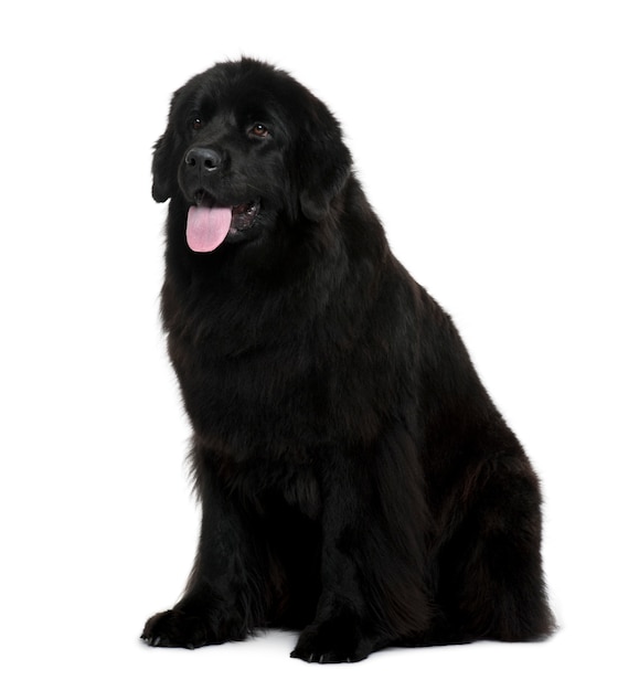 Newfoundland hond