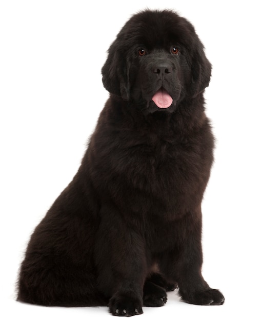 Newfoundland puppy, 5 maanden oud, zittend