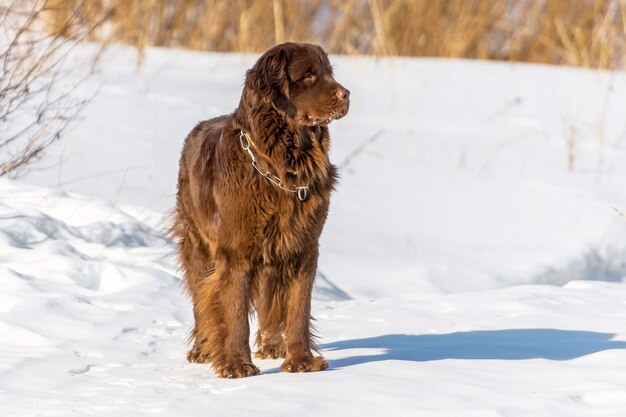 Newfoundlander bruine hond rondkijken in zonnige winterdag.