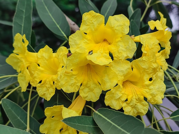 Newly bloomed group of yellow flower