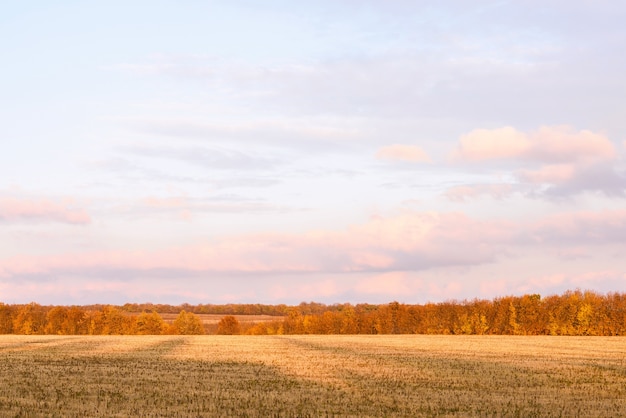 Newly cut autumn wheat field in a village in Moldova