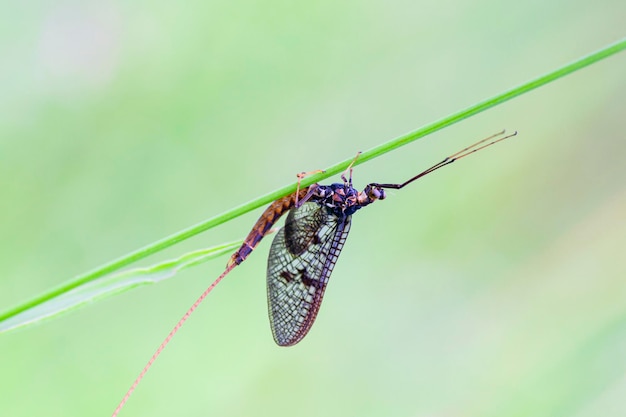 A newly emerged mayfly ( ephemera vulgata) perching on a grass stem.