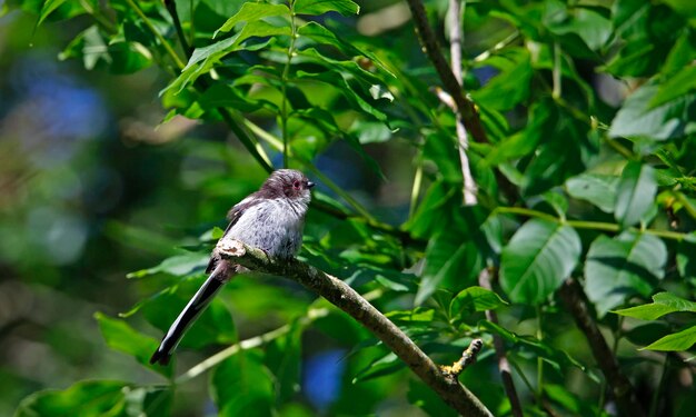 Newly fledged long tailed tits