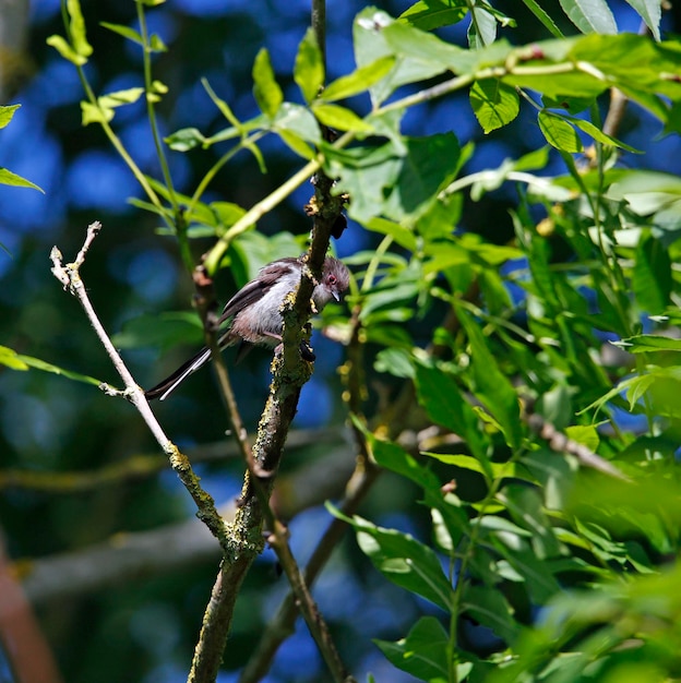 Photo newly fledged long tailed tits