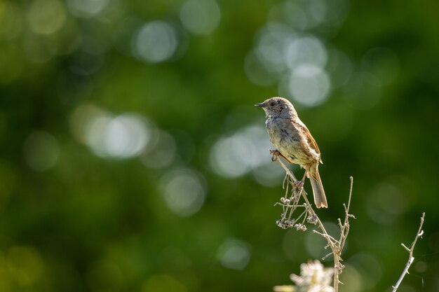 죽은 줄기에 앉은 갓 태어난 어린 Hedge Accentor(Dunnock)