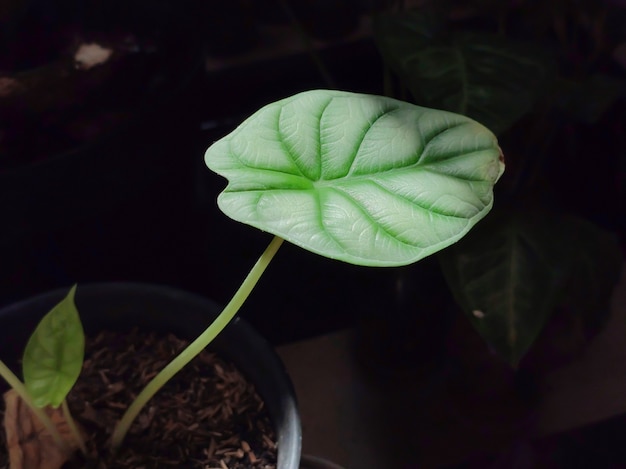 日光の下で新しく育った里芋の葉