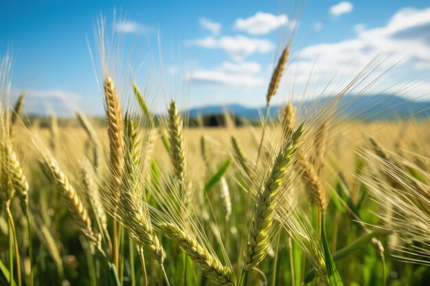 Newly grown wheat in a field