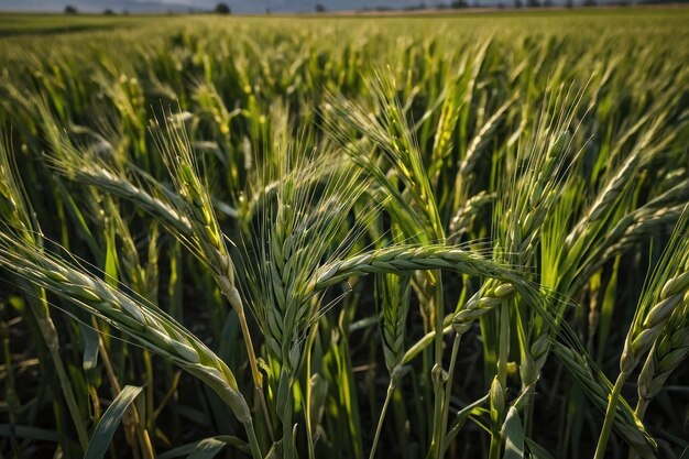 Newly grown wheat in a field