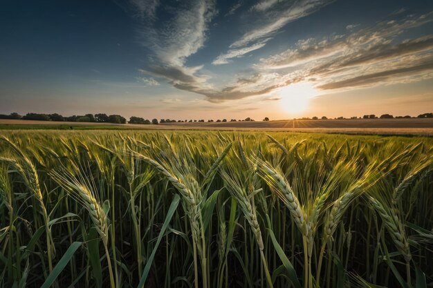 Newly grown wheat in a field