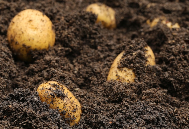 땅에 새로 수확한 감자
