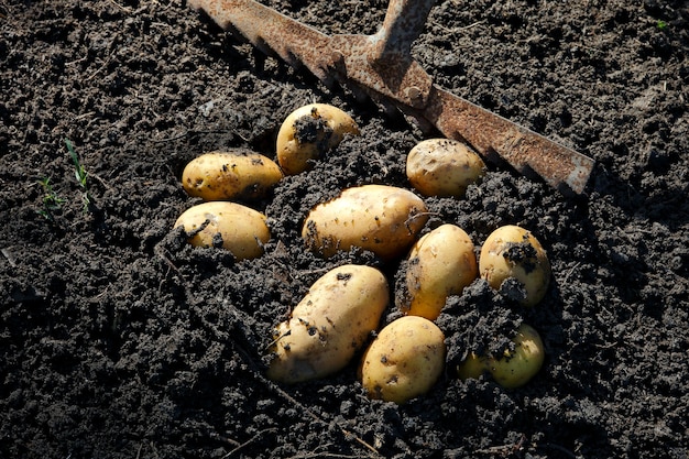 Photo newly harvested potatoes in soil