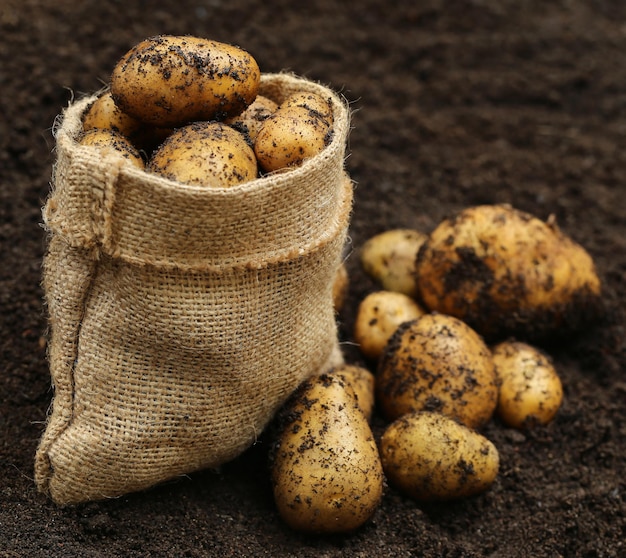 Newly harvested potatoes with jute bag