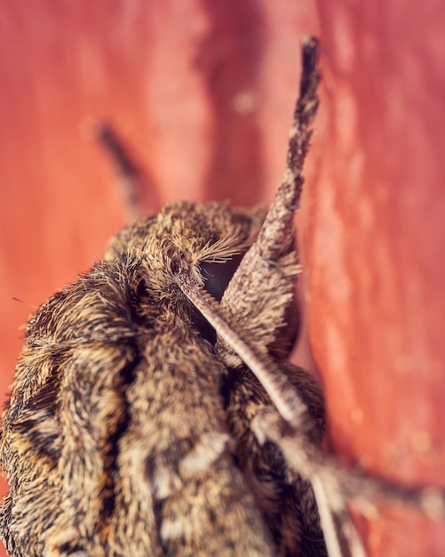 Photo newly hatched tomato moth on wall board