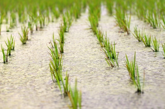 Photo newly planted paddy seedling in marshland