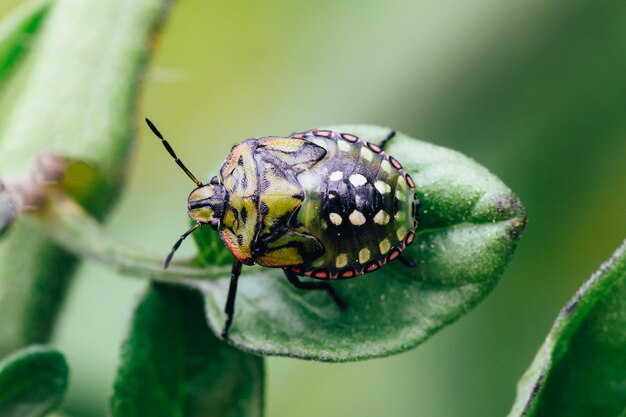 Foto nezara viridula o insetto puzzolente verde