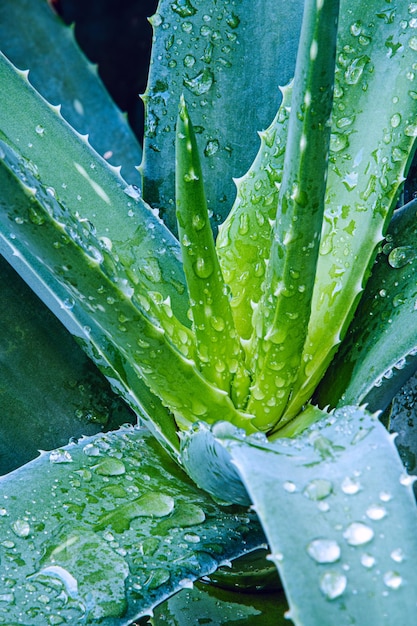 Nice aloe branches with water drops on their bright blue green surface with sharp tips and spiked edges