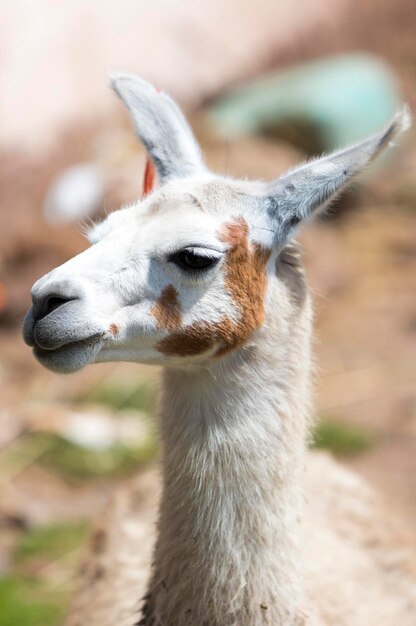 Nice baby lama portrait in Cusco Peru