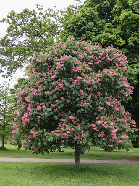 Foto bel vecchio albero grande