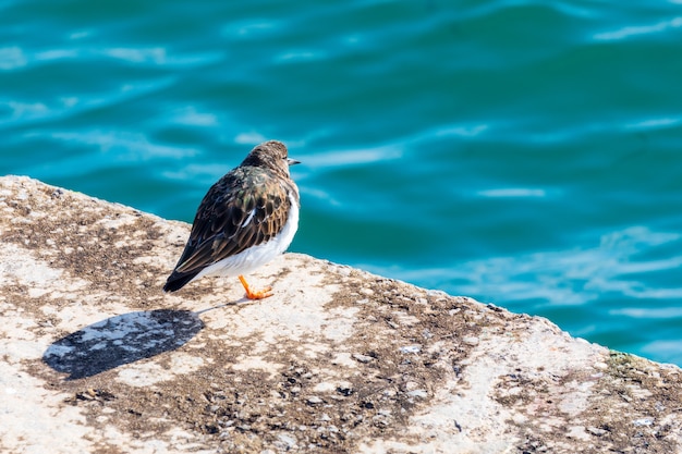 Simpatico uccello (gabbiano) guardando il mare. ruddy turnstone (arenaria interpres, turnstone).