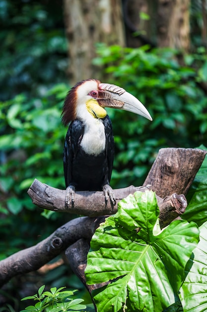 Nice bird with a huge beak