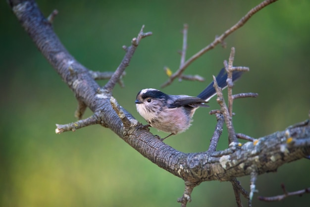 写真 焦点の合っていない背景を持つ素敵な鳥